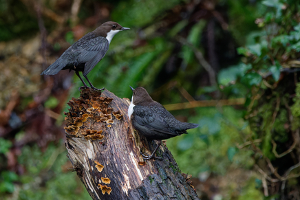 Thumbnail of Dipper